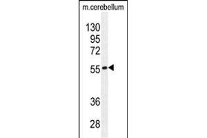 FB Antibody (N-term) (ABIN655226 and ABIN2844832) western blot analysis in mouse cerebellum tissue lysates (35 μg/lane). (FAM69B Antikörper  (N-Term))