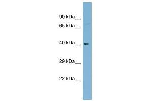C1ORF92 antibody used at 1 ug/ml to detect target protein. (C1orf92 Antikörper  (Middle Region))