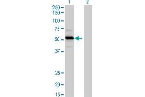 Western Blot analysis of TRAF4 expression in transfected 293T cell line by TRAF4 MaxPab polyclonal antibody.