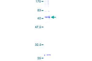 S1PR4 Protein (AA 1-384) (GST tag)