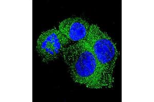 Immunofluorescence (IF) image for anti-Amyloid beta (A4) Precursor Protein (APP) (AA 333-362) antibody (ABIN657612)