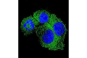 Confocal immunofluorescent analysis of P Antibody (Center) 13689c with HepG2 cell followed by Alexa Fluor 488-conjugated goat anti-rabbit lgG (green). (APP Antikörper  (AA 333-362))