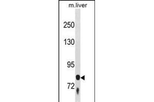 F13B Antibody (N-term) (ABIN1881330 and ABIN2839017) western blot analysis in mouse liver tissue lysates (35 μg/lane). (F13B Antikörper  (N-Term))