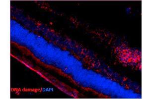 Immunohistochemistry analysis using Mouse Anti-DNA Damage Monoclonal Antibody, Clone 15A3 . (DNA/RNA Damage Antikörper (FITC))