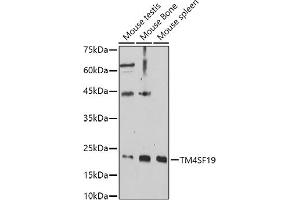 Western blot analysis of extracts of various cell lines, using TM4SF19 antibody (ABIN7270936) at 1:1000 dilution.