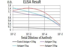 Black line: Control Antigen (100 ng);Purple line: Antigen (10ng); Blue line: Antigen (50 ng); Red line:Antigen (100 ng) (ESRRA Antikörper  (AA 198-376))