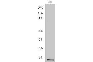 Western Blotting (WB) image for anti-Eosinophil Cationic Protein (ECP) (C-Term) antibody (ABIN3180601)