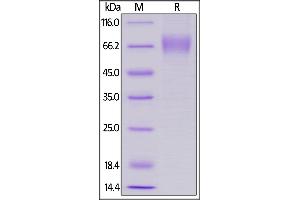 Biotinylated Human LILRA1, His,Avitag on  under reducing (R) condition. (LILRA1 Protein (AA 17-461) (His tag,AVI tag,Biotin))