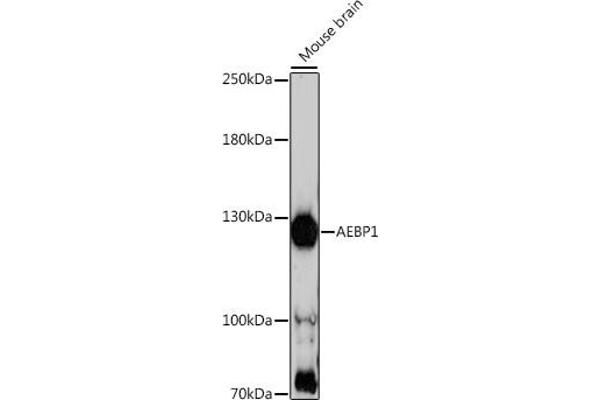 AEBP1 Antikörper  (AA 999-1158)