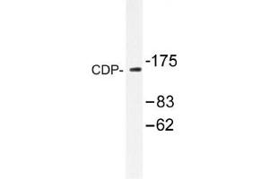 Image no. 1 for anti-Cut-Like Homeobox 1 (CUX1) antibody (ABIN317667) (CUX1 Antikörper)