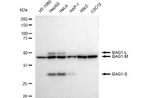 Western blotting analysis using BAG1 antibody (ABIN7797743). (Rekombinanter BAG1 Antikörper)