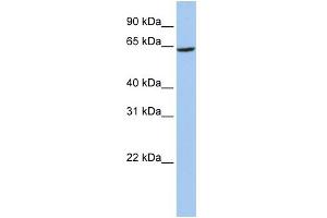 WB Suggested Anti-SLC13A2 Antibody Titration:  0. (SLC13A2 Antikörper  (Middle Region))