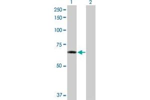 Western Blot analysis of ZNF350 expression in transfected 293T cell line by ZNF350 MaxPab polyclonal antibody. (ZNF350 Antikörper  (AA 1-532))