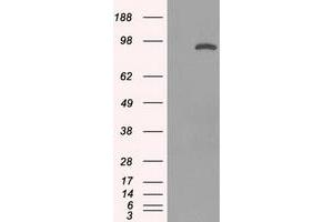 Image no. 5 for anti-Signal Transducer and Activator of Transcription 1, 91kDa (STAT1) antibody (ABIN1501168) (STAT1 Antikörper)