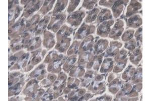 IHC-P analysis of Mouse Stomach Tissue, with DAB staining. (Cathepsin F Antikörper  (AA 249-462))
