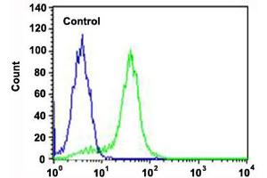 Flow cytometric analysis of Hela cells (green histogram) and an isotype control of mouse IgG1 (blue histogram) reacted with RPS6 monoclonal antibody  at 1:25 dilution. (RPS6 Antikörper)