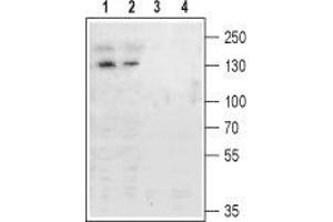 Western blot analysis of rat (lanes 1 and 3) and mouse (lanes 2 and 4) brain membranes: - 1,2. (Metabotropic Glutamate Receptor 4 Antikörper  (Extracellular, N-Term))