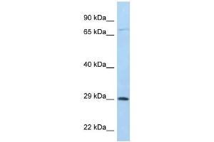Western Blot showing F11R antibody used at a concentration of 1 ug/ml against 721_B Cell Lysate (F11R Antikörper  (C-Term))