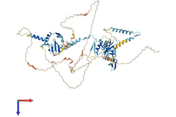 DGCR8 Protein (AA 1-773) (His tag)