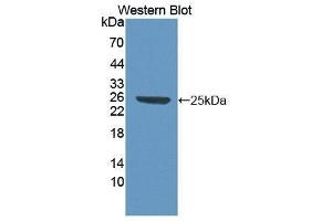 Western Blotting (WB) image for anti-High Mobility Group Box 1 (HMGB1) (AA 1-215) antibody (ABIN1861434) (HMGB1 Antikörper  (AA 1-215))