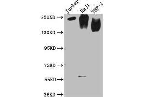 Western Blot (CD45 Antikörper  (AA 24-575))