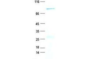 Validation with Western Blot (Cyclin A1 Protein (CCNA1) (GST tag,His tag))