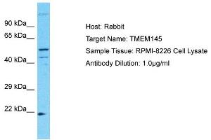 Host: Rabbit Target Name: TMEM145 Sample Type: RPMI-8226 Whole Cell lysates Antibody Dilution: 1. (TMEM145 Antikörper  (N-Term))