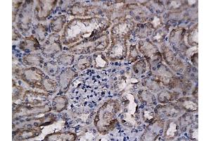 Formalin-fixed and paraffin embedded mouse kidney labeled with Anti-BFGF/FGF2 Polyclonal Antibody, Unconjugated (ABIN726425) followed by conjugation to the secondary antibody and DAB staining (FGF2 Antikörper  (AA 143-250))