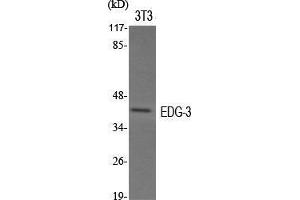 Western Blot (WB) analysis of specific cells using EDG-3 Polyclonal Antibody. (S1PR3 Antikörper  (N-Term))