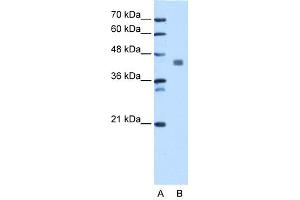 WB Suggested Anti-PDHA1 Antibody Titration: 1. (PDHA1 Antikörper  (C-Term))
