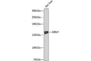 Western blot analysis of extracts of rat liver, using GRM1 antibody  at 1:1000 dilution. (Metabotropic Glutamate Receptor 1 Antikörper  (AA 921-1010))