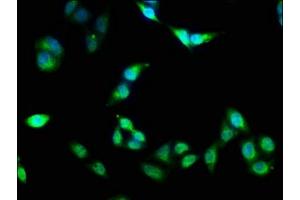 Immunofluorescence (IF) image for anti-FK506 Binding Protein 4, 59kDa (FKBP4) (AA 1-240) antibody (ABIN7162837)