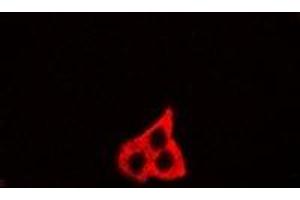 Immunofluorescent analysis of GM130 staining in U2OS cells. (Golgin A2 (GOLGA2) Antikörper)
