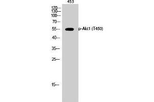 Western Blot (WB) analysis of 453 cells using Phospho-Akt1 (T450) Polyclonal Antibody. (AKT1 Antikörper  (pThr450))