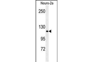 Western blot analysis of RERE Antibody in Neuro-2a cell line lysates (35ug/lane)