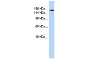 Image no. 1 for anti-Periplakin (PPL) (AA 1044-1093) antibody (ABIN6743088) (PPL Antikörper  (AA 1044-1093))