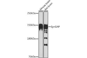 Western blot analysis of extracts of various cell lines, using SynGAP Rabbit mAb (ABIN7270663) at 1:1000 dilution. (SYNGAP1 Antikörper)