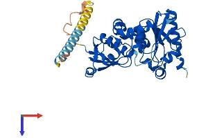 FUT2 Protein (AA 1-347) (His tag)