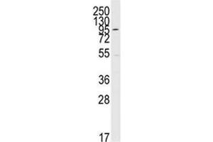 Western Blotting (WB) image for anti-Mitogen-Activated Protein Kinase 7 (MAPK7) (AA 776-805) antibody (ABIN3031834)