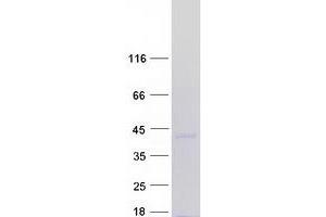 Validation with Western Blot (MEOX1 Protein (Transcript Variant 1) (Myc-DYKDDDDK Tag))