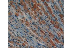 IHC-P analysis of Mouse Tissue, with DAB staining. (CDK2 Antikörper  (AA 93-211))