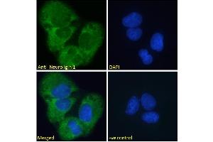 ABIN185446 Immunofluorescence analysis of paraformaldehyde fixed U2OS cells, permeabilized with 0. (Neuroligin 1 Antikörper  (Internal Region))