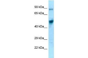 WB Suggested Anti-Eif4a1 Antibody Titration: 1. (EIF4A1 Antikörper  (C-Term))