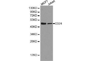 Western blot analysis of extracts of MCF7 cell and Jurkat cell line, using CD24 antibody.