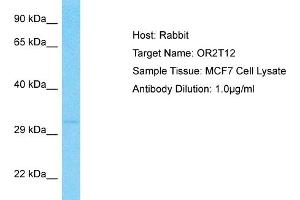 Host: Rabbit Target Name: OR2T12 Sample Type: MCF7 Whole Cell lysates Antibody Dilution: 1.