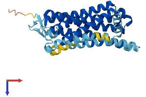 AlphaFold protein structure predicition of Human Recombinant OR10K2 Protein, UniprotID Q6IF99 (Olfactory Receptor, Family 10, Subfamily K, Member 2 (OR10K2) (AA 1-312) protein (His tag))