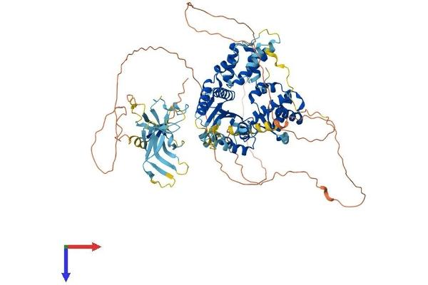 ORC1 Protein (AA 1-840) (His tag)