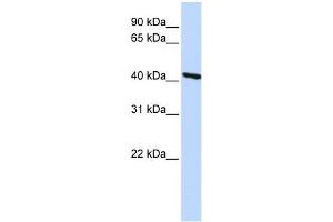 Image no. 1 for anti-Tropomodulin 3 (TMOD3) antibody (ABIN632188) (TMOD3 Antikörper)