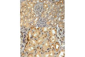 ABIN184949 (4µg/ml) staining of paraffin embedded Human Kidney. (TRIM8 Antikörper  (C-Term))