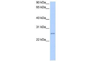 WB Suggested Anti-RPESP Antibody Titration: 0.